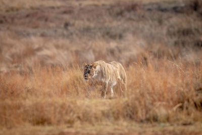 View of a cat on land