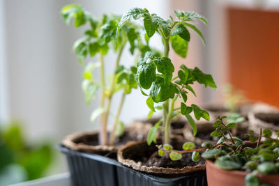 Close-up of potted plant