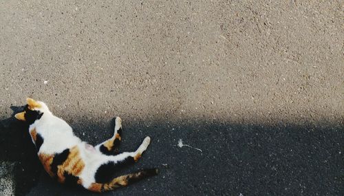 High angle view of cat sleeping on footpath