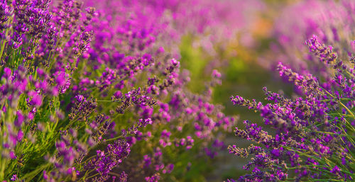 Close-up of purple flowering plants on field