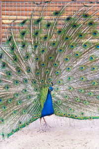 Peacock with a loose tail in blue and green coloring.