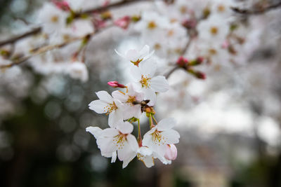 Close-up of white cherry blossoms in spring