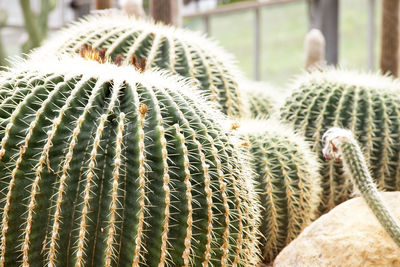 Close-up of succulent plant