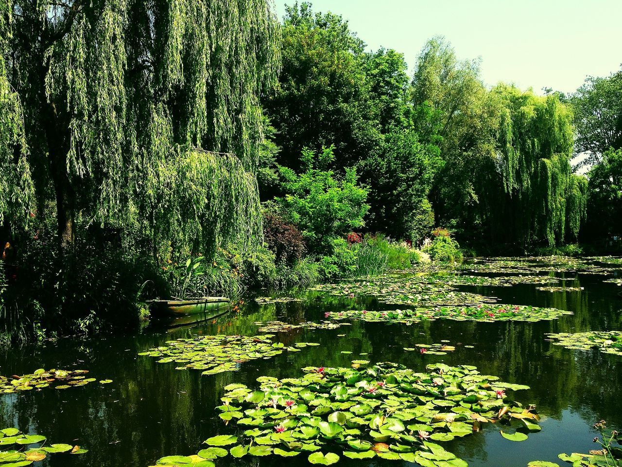 tree, water, growth, green color, reflection, beauty in nature, nature, tranquility, plant, lake, tranquil scene, pond, scenics, leaf, green, waterfront, lush foliage, flower, day, growing