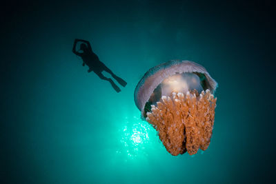 Close-up of jellyfish swimming in sea