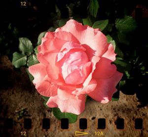 Close-up of pink roses