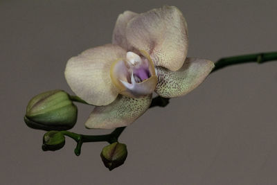 Close-up of purple orchid against white background