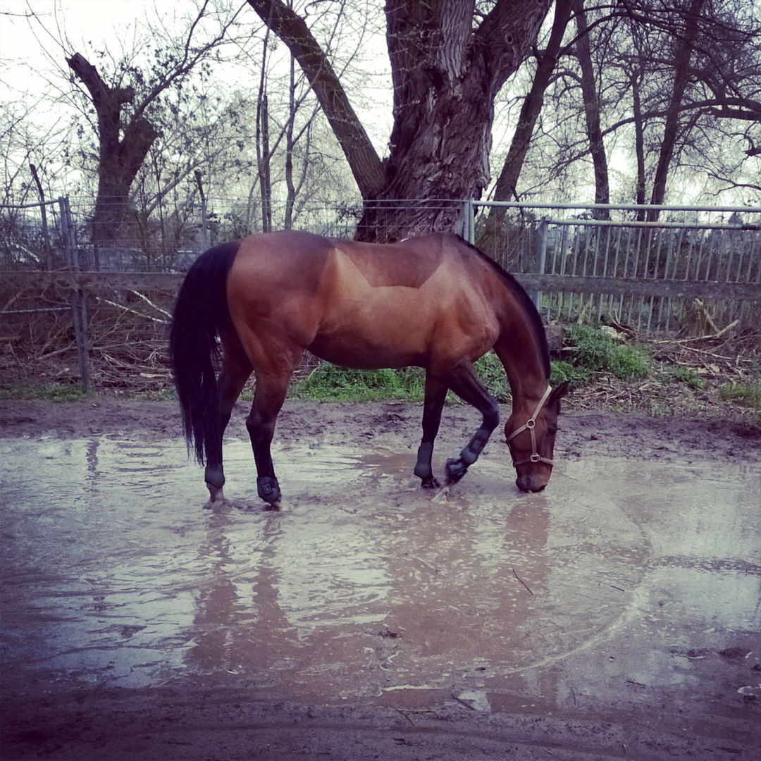 animal themes, horse, one animal, domestic animals, standing, mammal, full length, herbivorous, livestock, vertebrate, side view, zoology, animal, day, hoofed mammal, no people