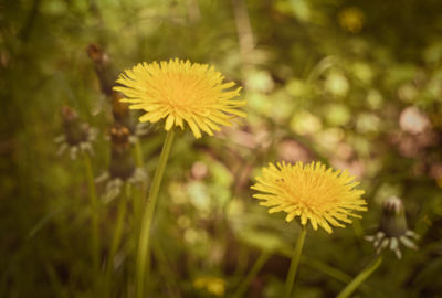 Close-up of yellow flowering plant on field