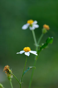 Close-up of white flowering plant