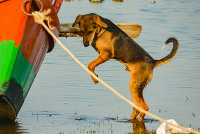 Dog drinking water in a lake