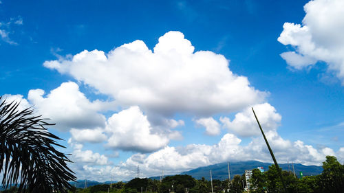 Low angle view of palm trees against blue sky