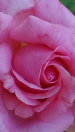 Macro shot of rose flower