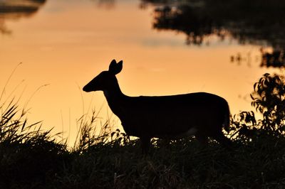 Silhouette of horse on field during sunset