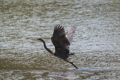 Bird flying over lake