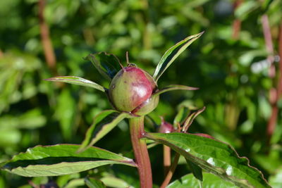 Close-up of berry growing on plant