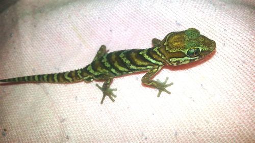 High angle view of lizard