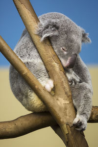 Close-up of koala resting on branch