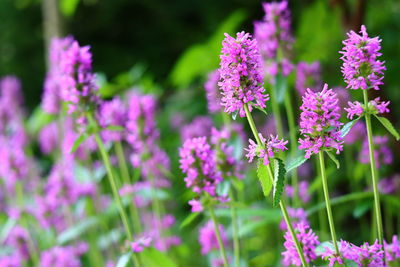 Close-up of pink flowering plants