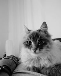 Close-up portrait of cat relaxing at home