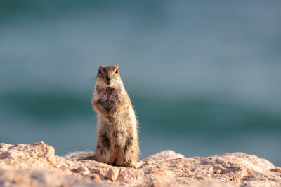 Close-up of squirrel on rock