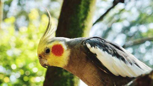 Close-up of bird perching on tree