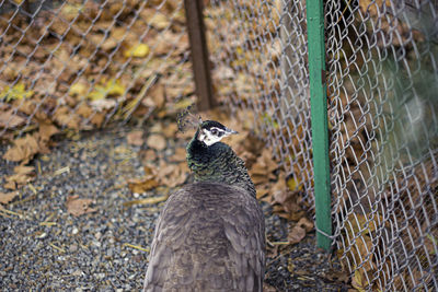 Close-up of bird on fence