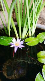 High angle view of flowers