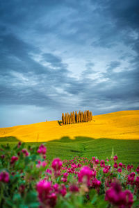 View of flowers in field against cloudy sky