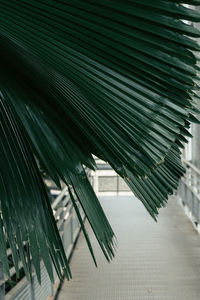 Close-up of leaves 