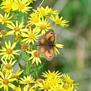 Close-up of butterfly pollinating on yellow flower