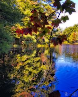 Close-up of tree by lake against sky