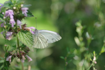 Close-up of butterfly pollinating on flower