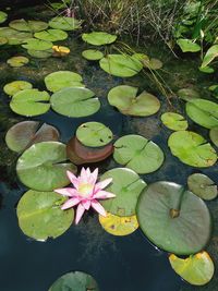 High angle view of lotus water lily in lake