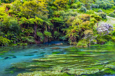 Scenic view of river in forest
