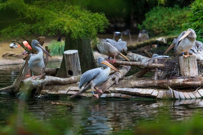 High angle view of gray heron perching on tree by lake