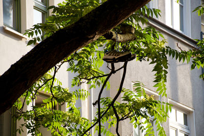 Low angle view of bird perching on tree