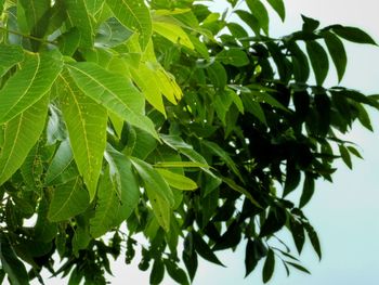 Low angle view of leaves on tree