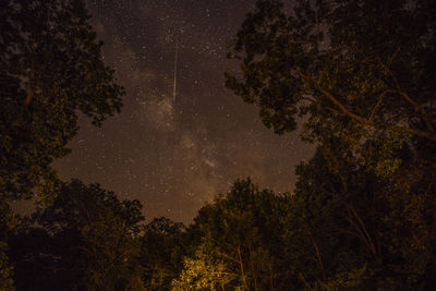 Low angle view of trees against sky at night