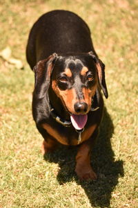 High angle view of dachshund on field