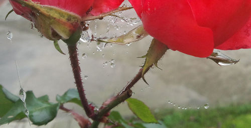 Close up of red flowers