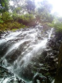 River flowing through forest