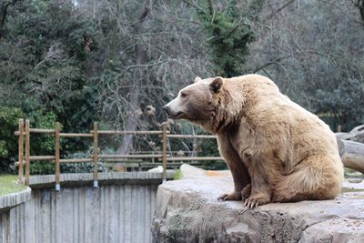 Side view of a lion in zoo