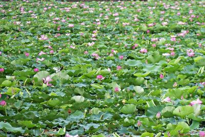 Full frame shot of pink flowering plants on field