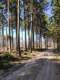 Road amidst trees in forest