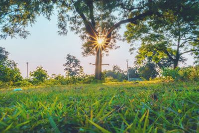 Sunlight streaming through trees growing on field against sky on sunny day