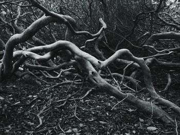 Bare trees against sky