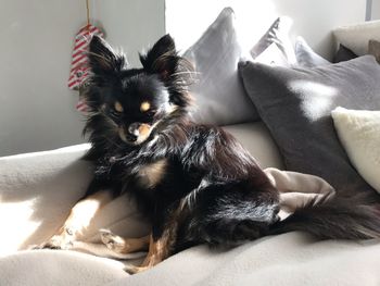 Portrait of dog relaxing on sofa at home