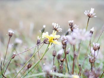 Close-up of insect on flower