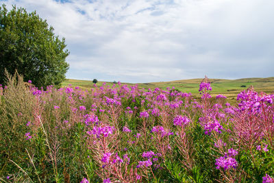 Purple flowering plants on field